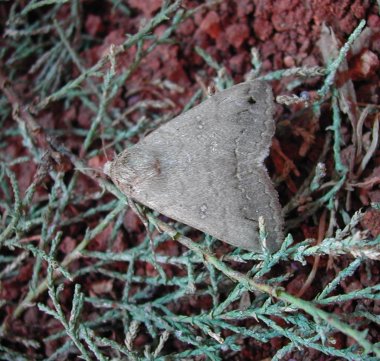 Clytie illunaris (Noctuidae) da Malta - adulto e larvae